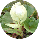 Arvind Kadam profile picture